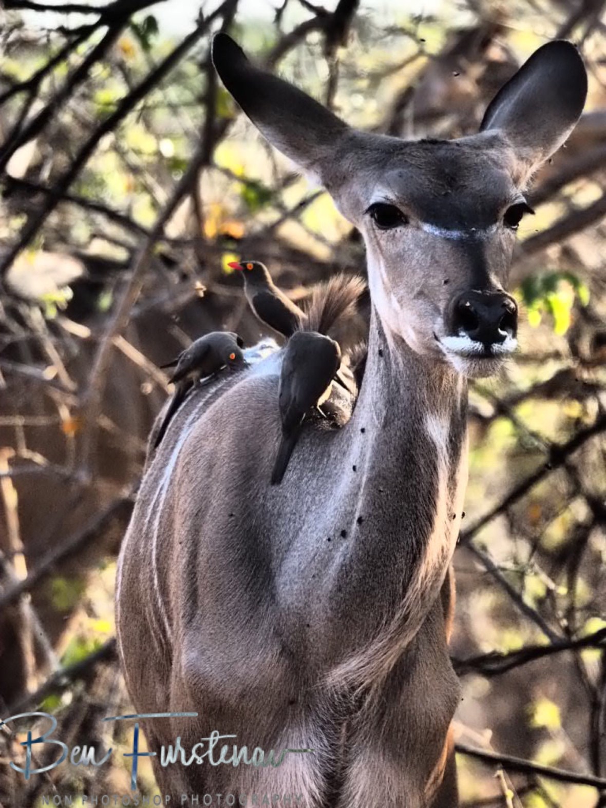 Plenty of flies, Chobe National Park, Botswana