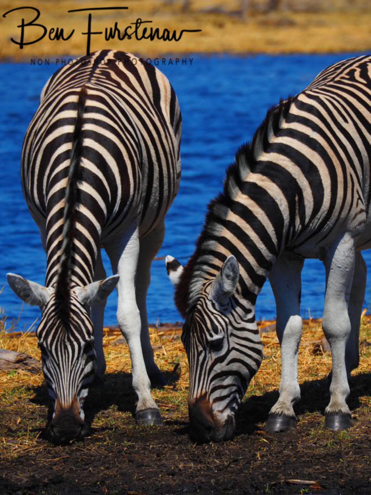 Grazing on riverbanks, Makgadikgadi National Park, Botswana