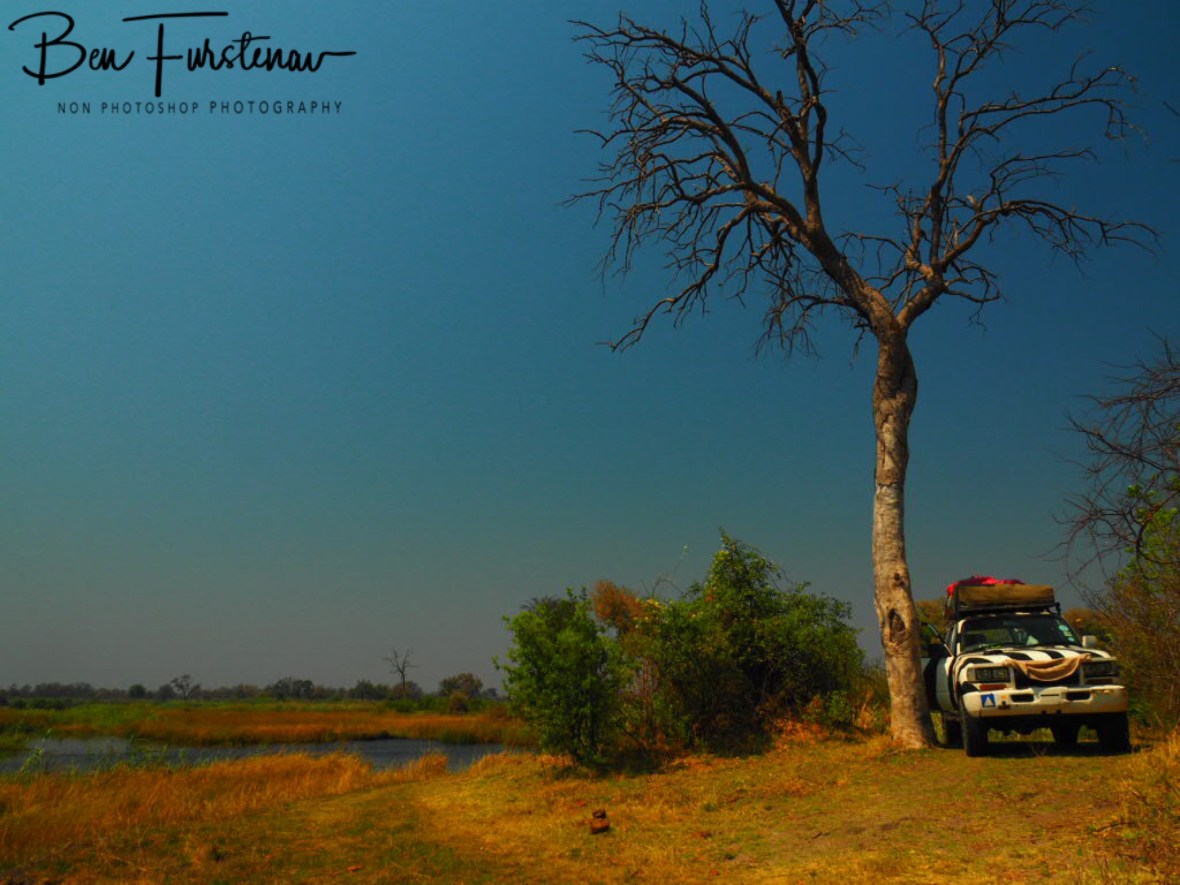 Oh look! There is a zebra!, Nkasa National Park, Namibia