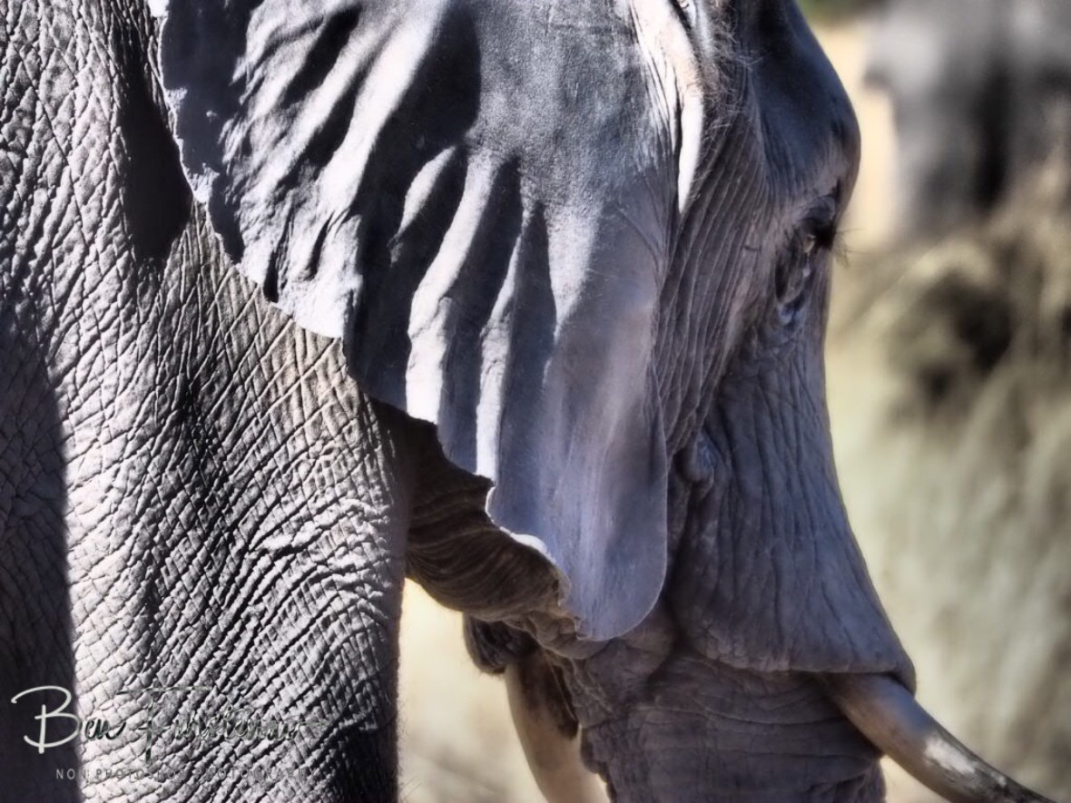 Photo from the back, Chobe National Park, Botswana