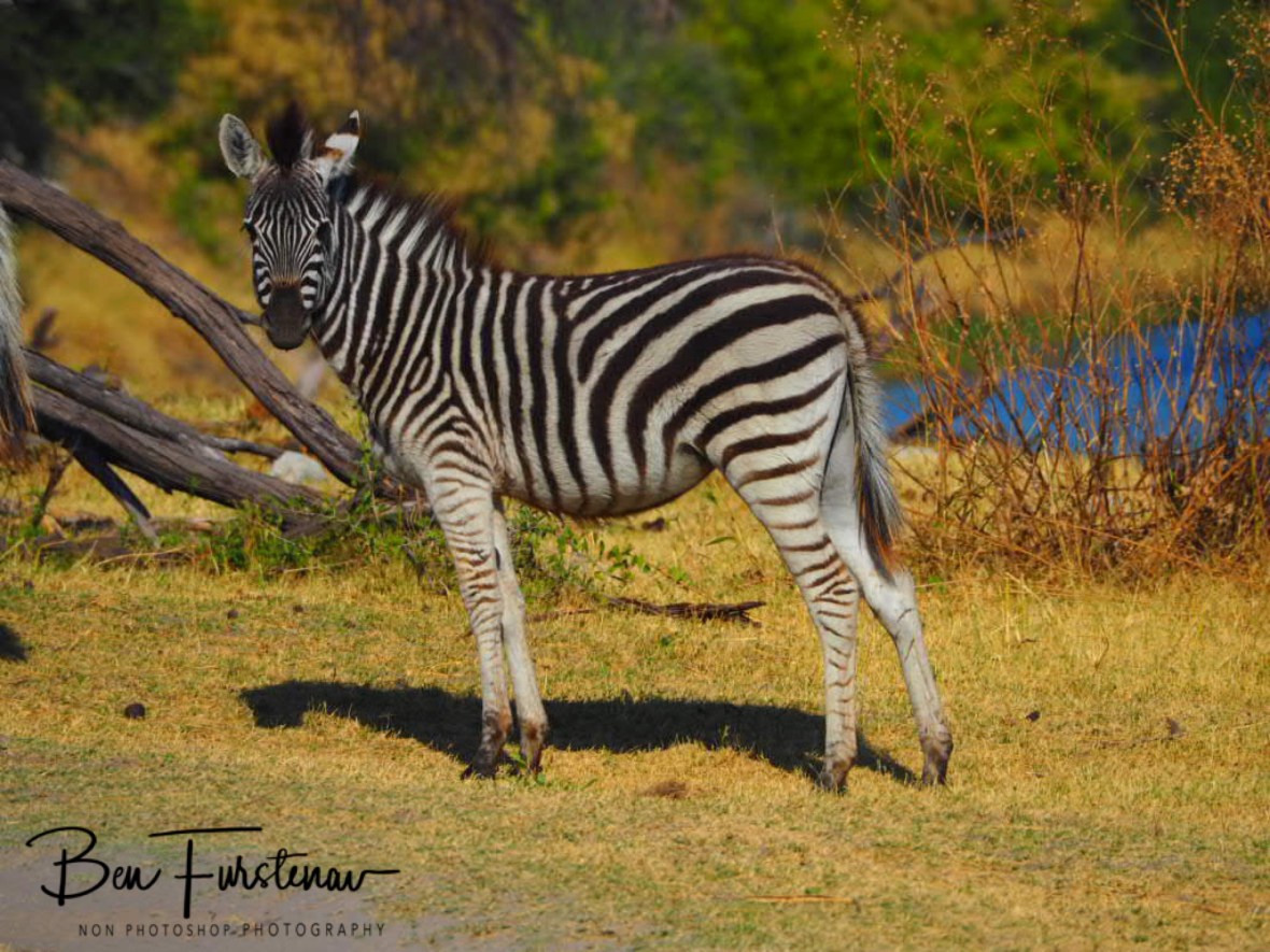 Developing senses, Makgadikgadi National Park, Botswana