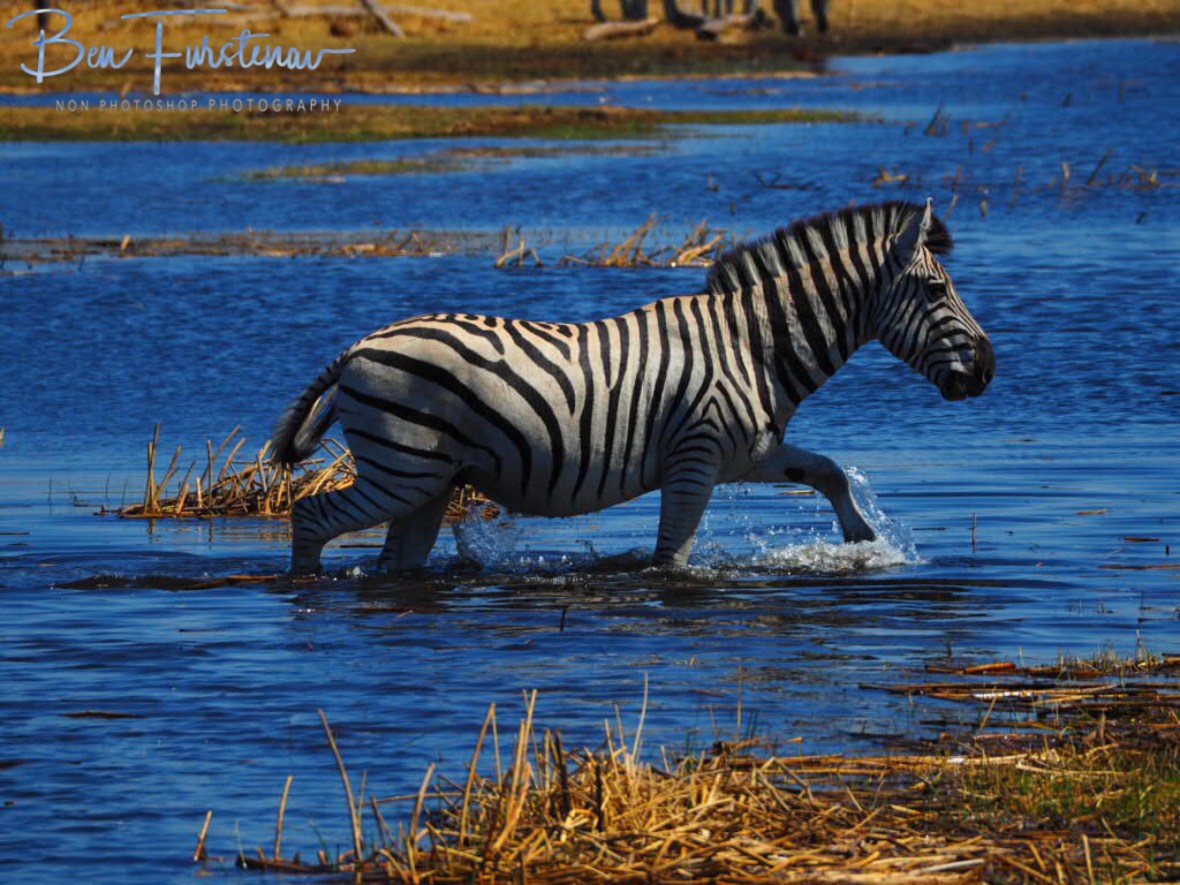 A little more casual, Makgadikgadi National Park, Botswana 