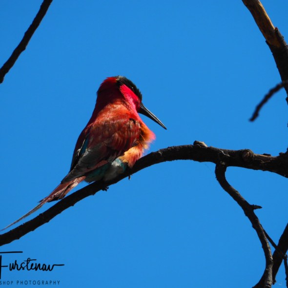 Sunbird enjoying the sun, Chobe National Park, Botswana
