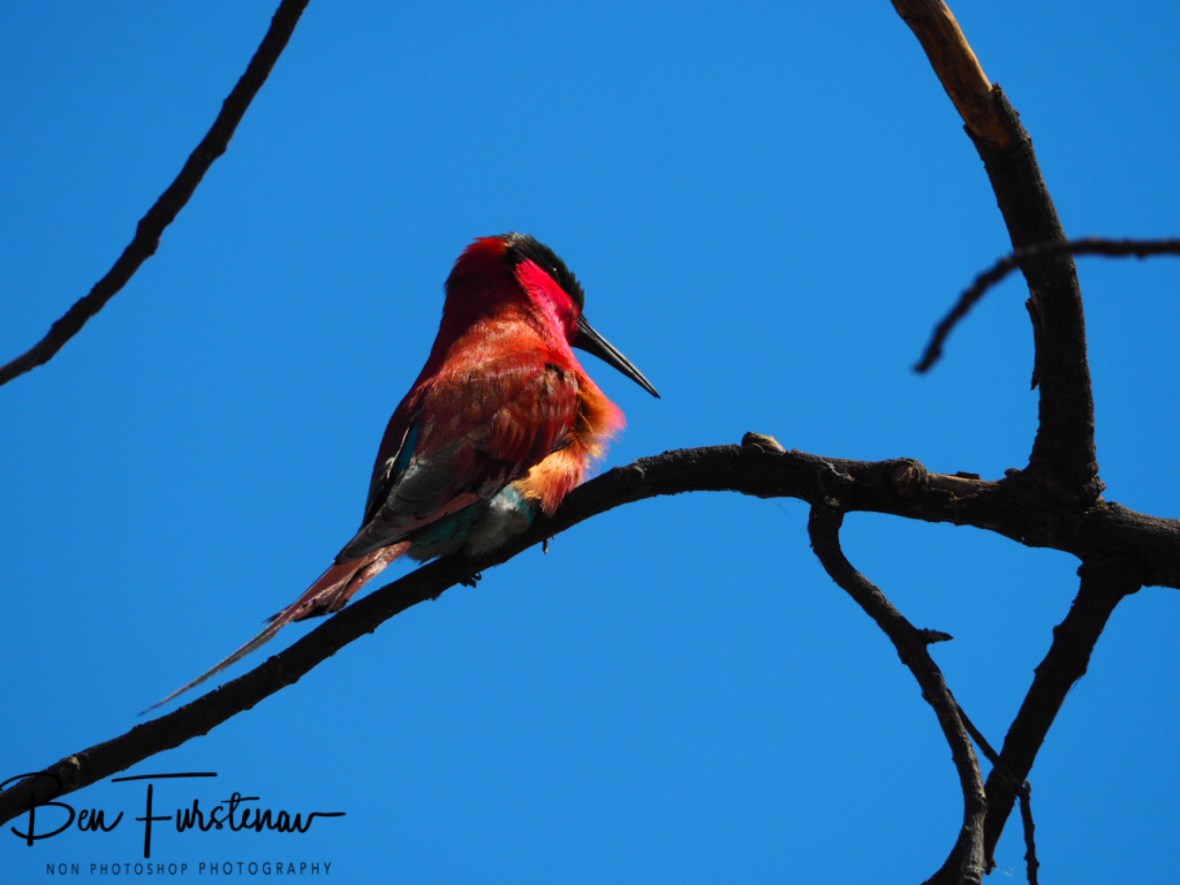 Sunbird enjoying the sun, Chobe National Park, Botswana