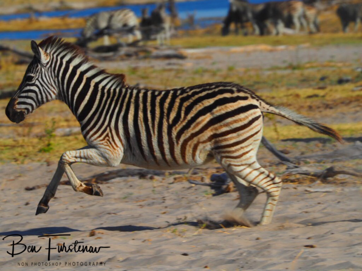 In full swing, Makgadikgadi National Park, Botswana