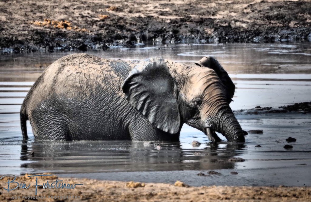 Mud bath explorer, Khaudum National Park, Namibia