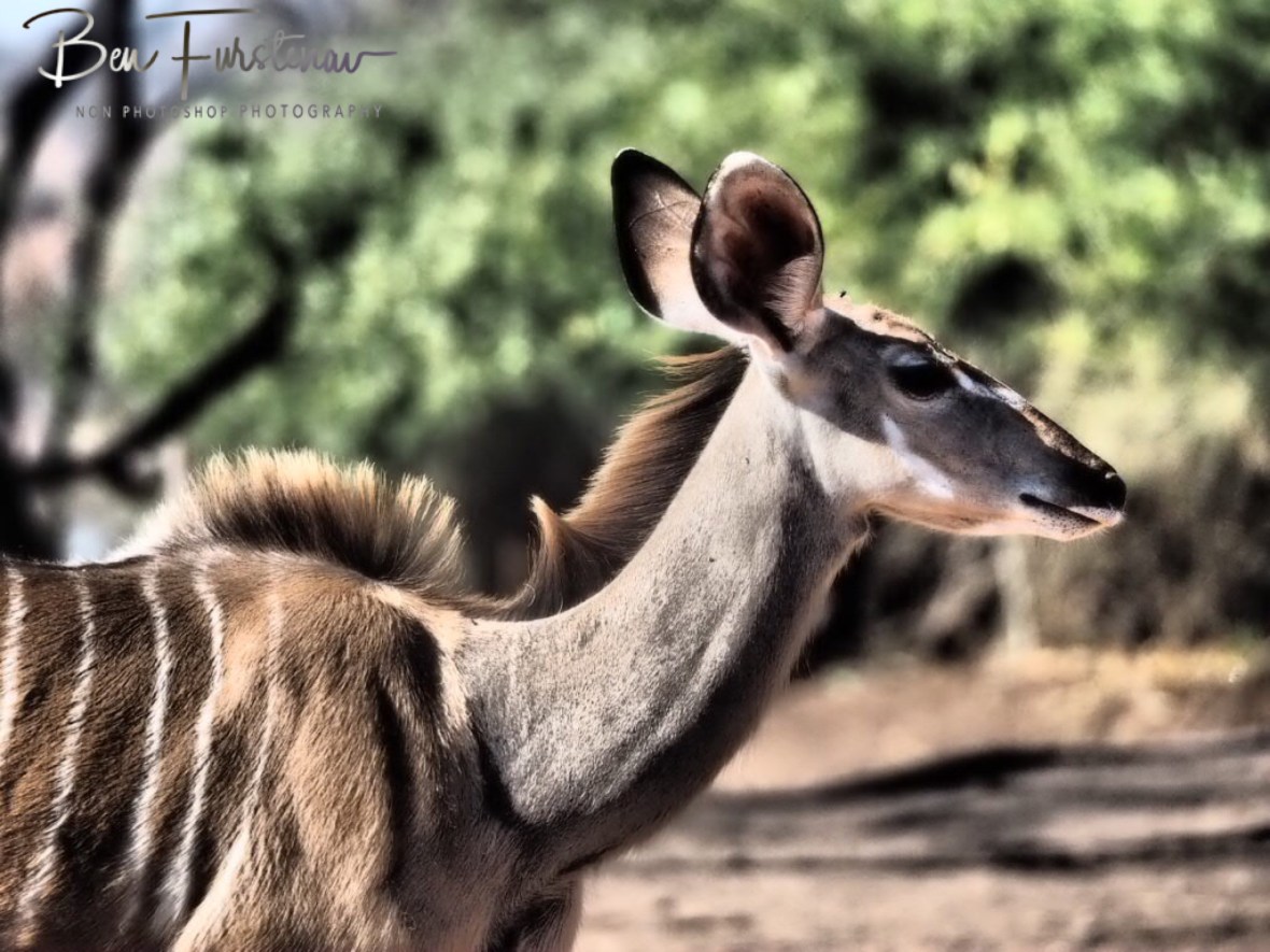 Trendy Kudu, Chobe National Park, Botswana 