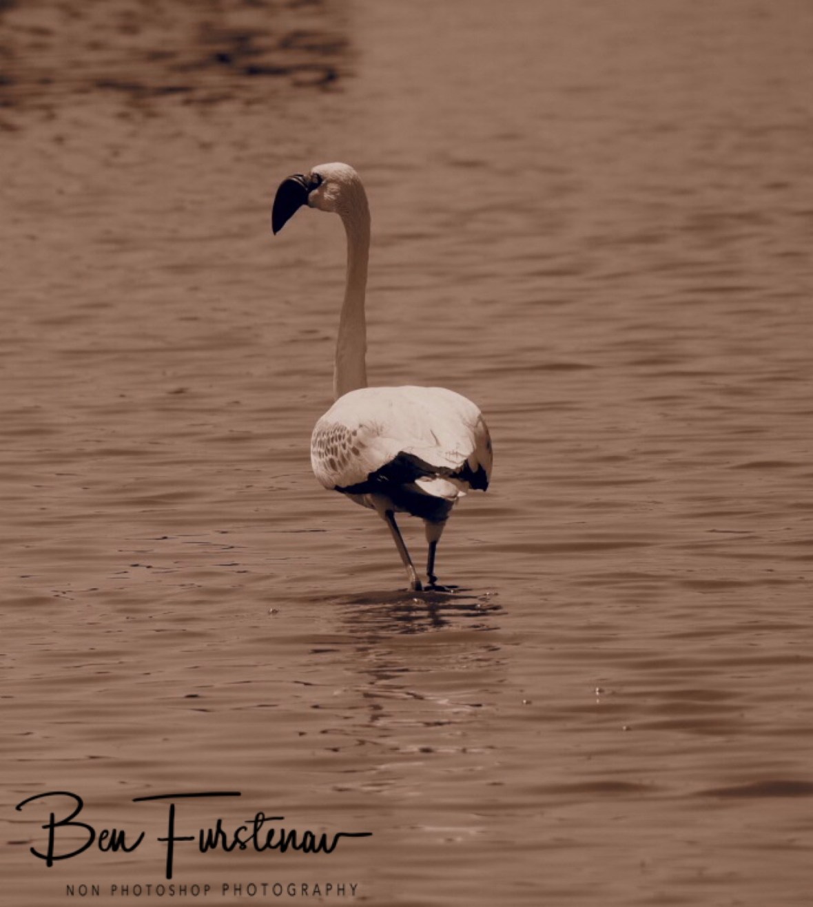 OM-D, a flamingo, Makgadikgadi Salt Pans, Botswana 