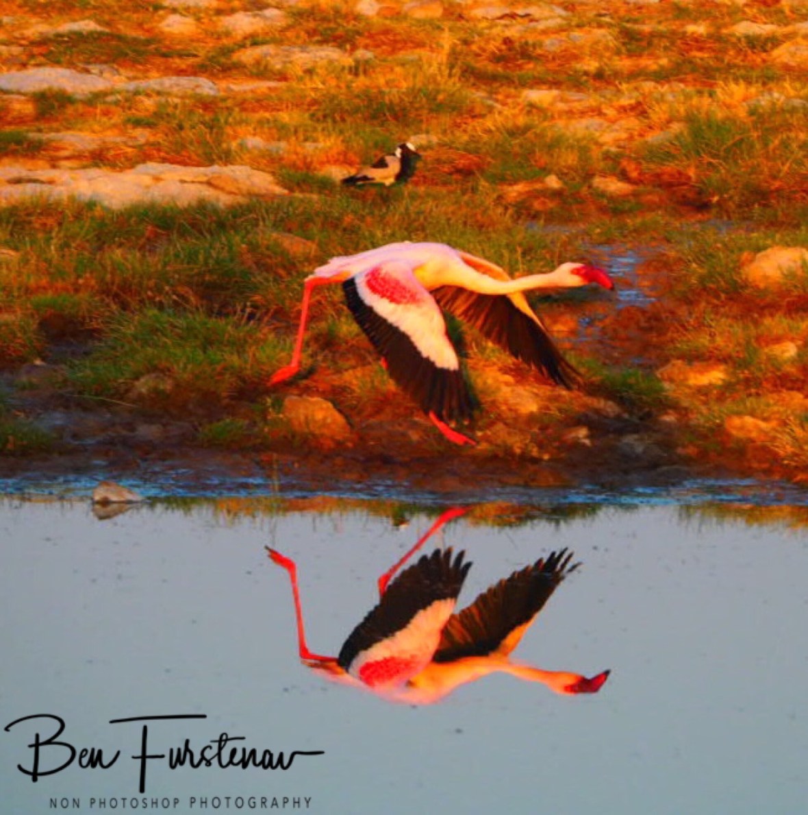 Referee judges style and speed, Makgadikgadi Salt Pans, Botswana 