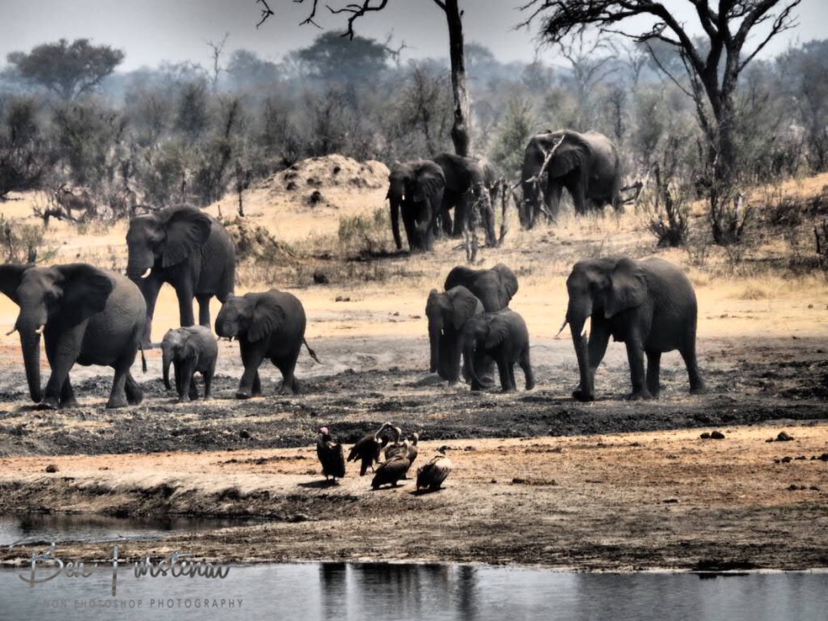 Another herd rushing to the waterhole, Khaudum National Park, Namibia
