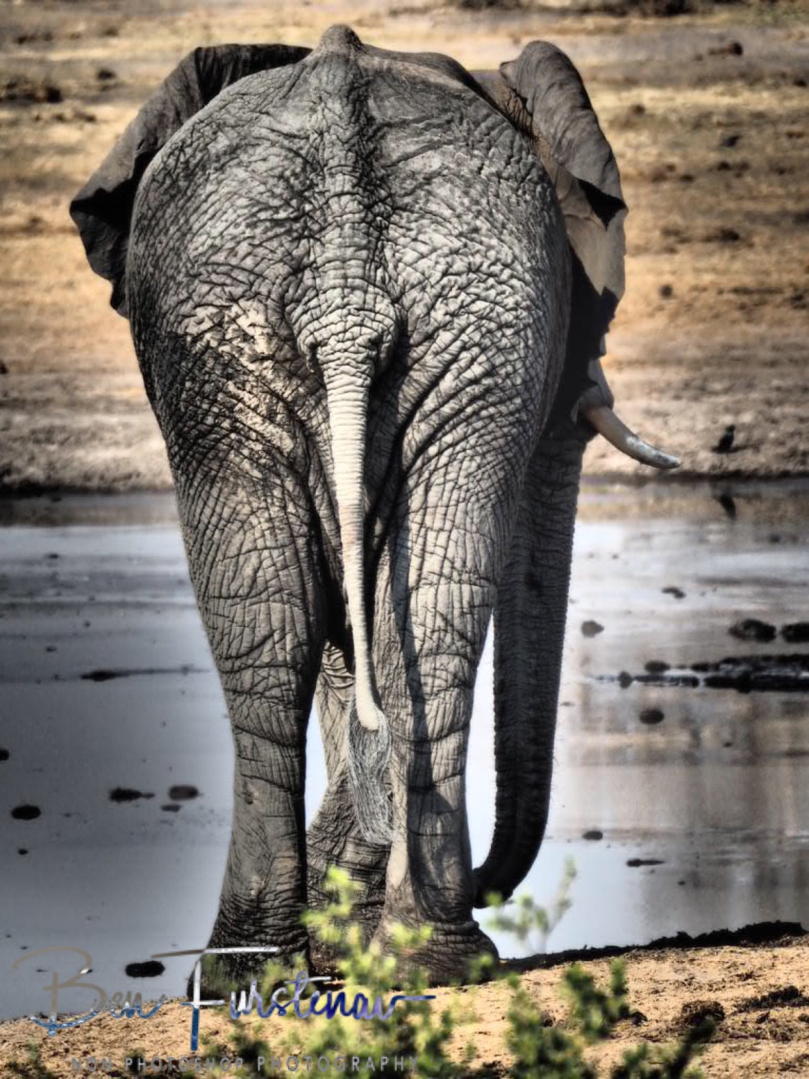 Mud pool lifeguard, Khaudum National Park, Namibia