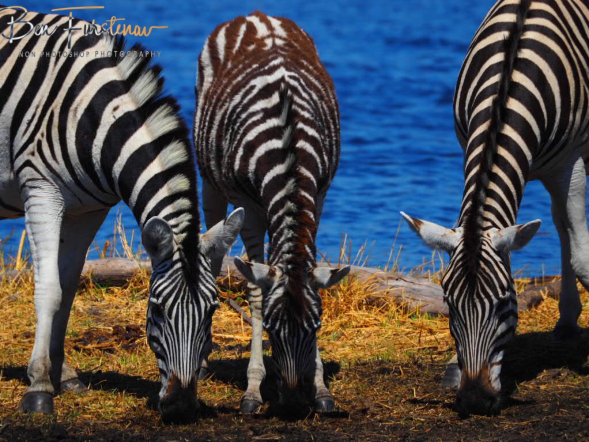Furry fowl in the safe middle, Makgadikgadi National Park, Botswana
