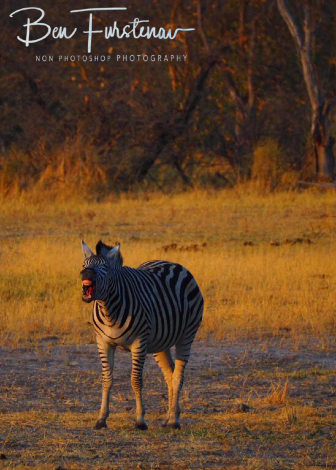 Loudmouth, Makgadikgadi National Park, Botswana