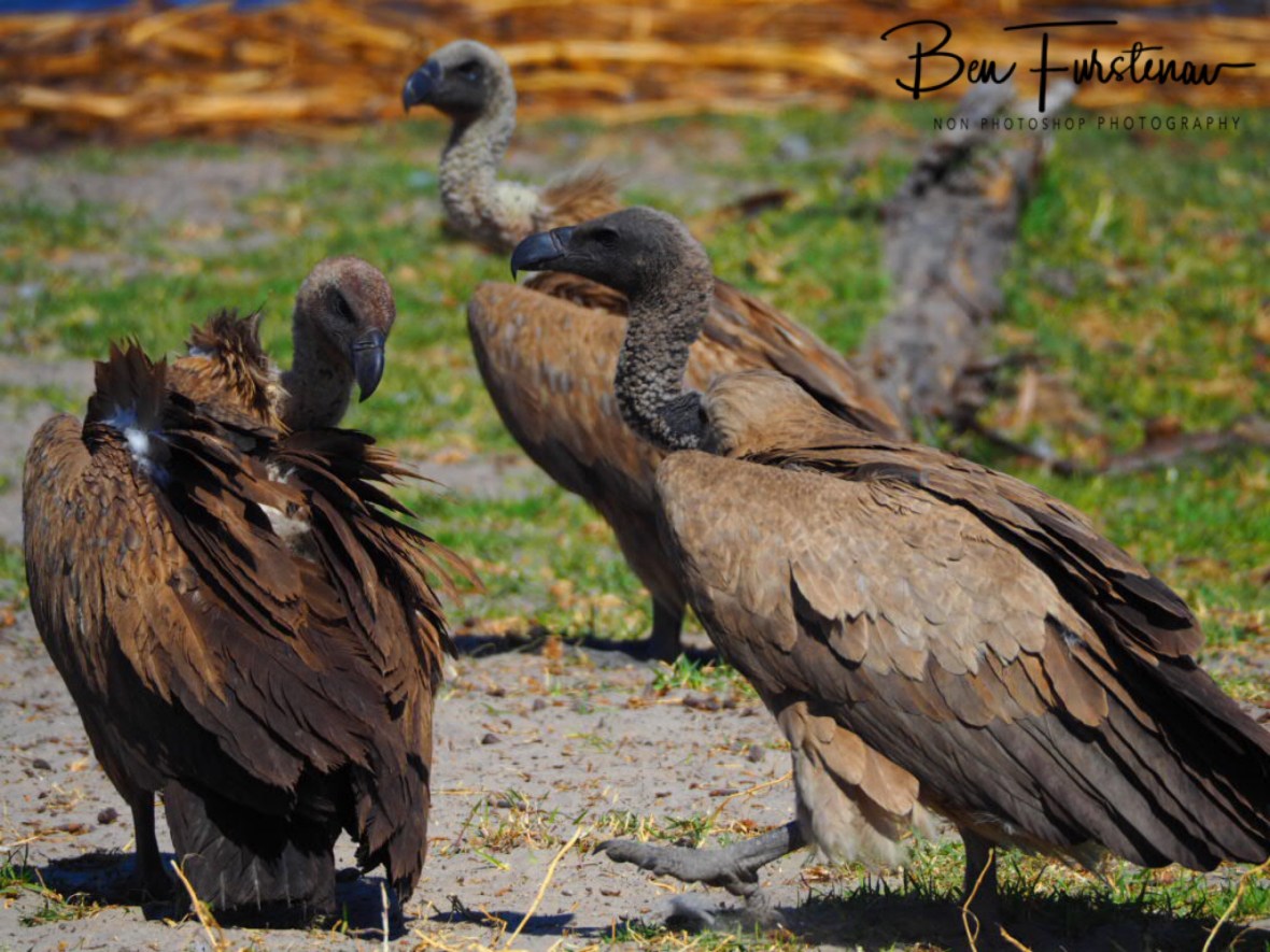 Vulture meeting, Makgadikgadi National Park, Botswana