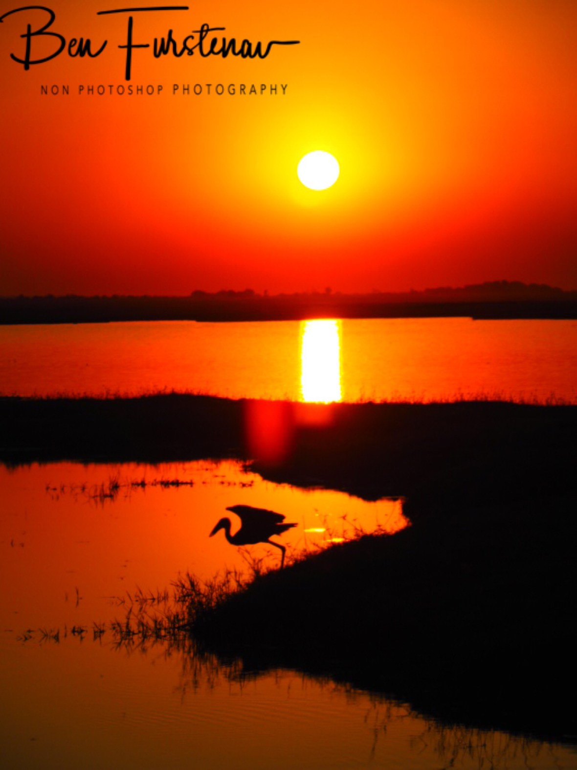 Great Egret flies in to the sunset, Chobe National Park, Botswana 