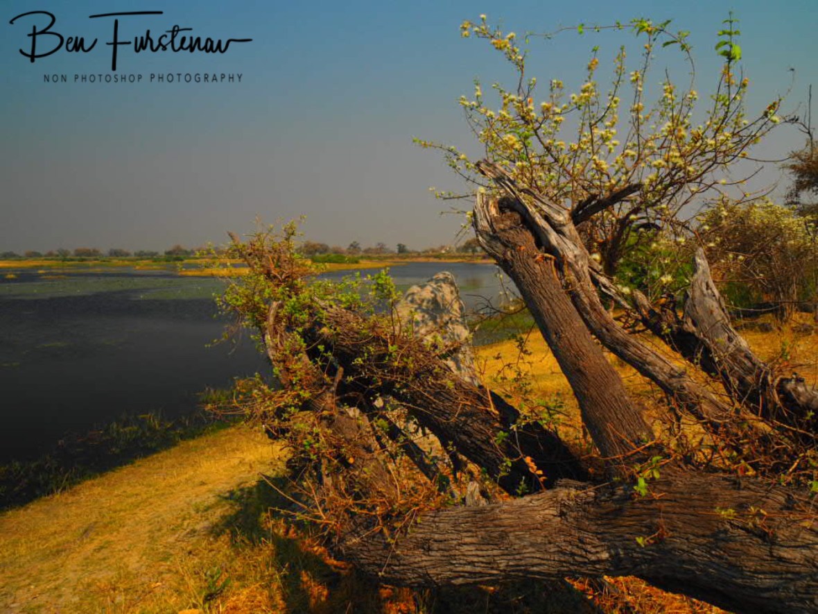 Lifeless scenes, Mudumu National Park, Namibia