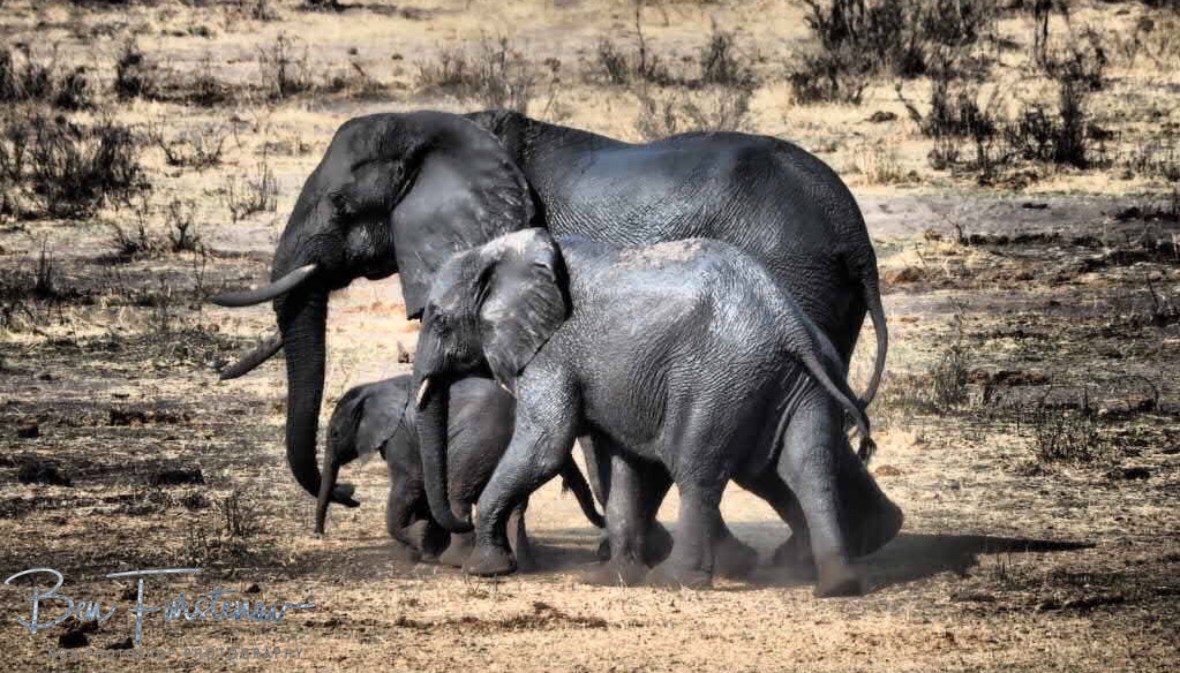 Mom with two different age youngsters, Khaudum National Park, Namibia