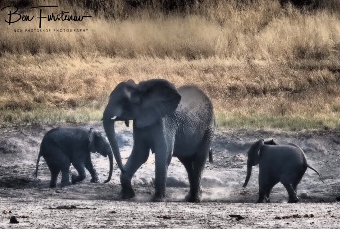 There is a car!, Khaudum National Park, Namibia
