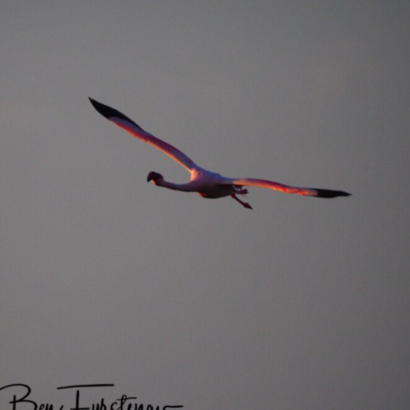 Graceful in the air, Makgadikgadi Salt Pans, Botswana