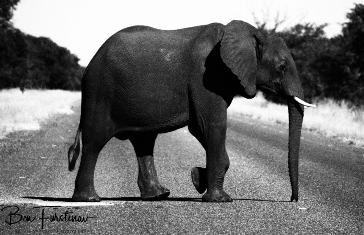 Gentle elephant crossing, Chobe National Park, Botswana