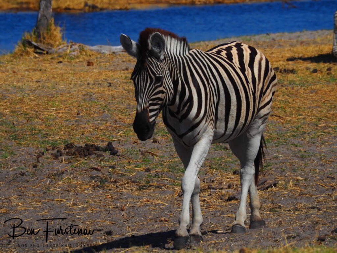 Walking straight up to us, Makgadikgadi National Park, Botswana