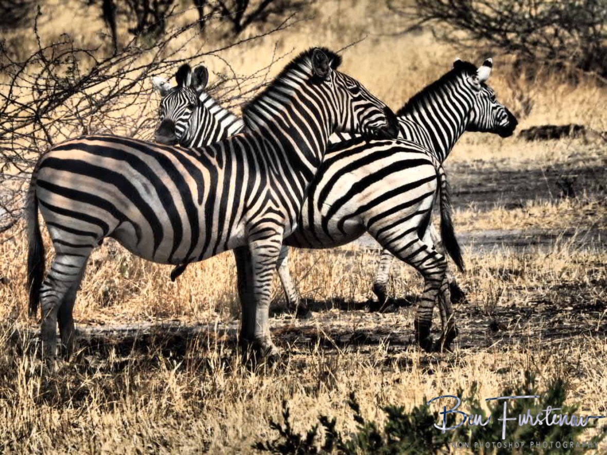 Friends for Zebras, Moremi National Park, Botswana