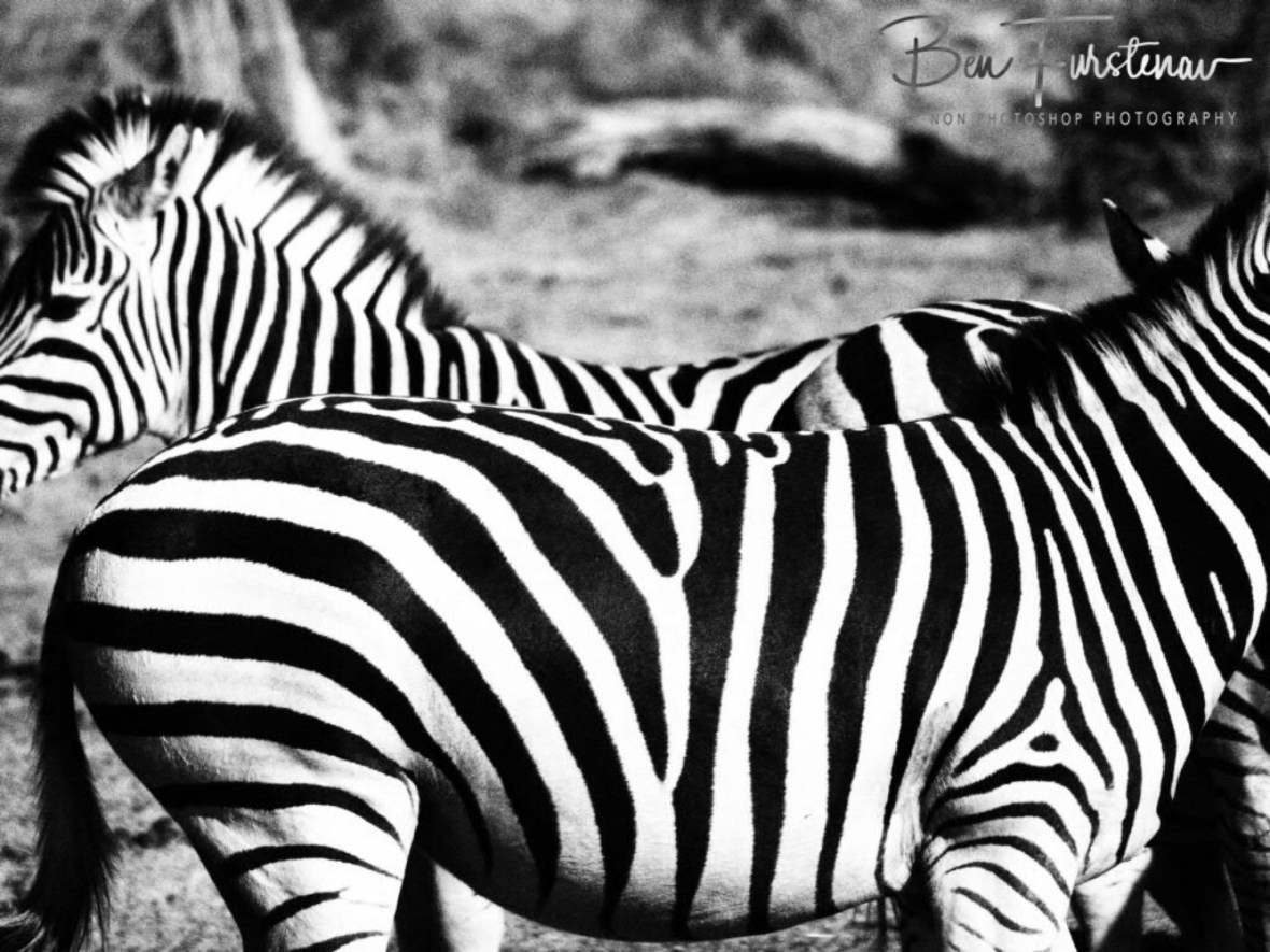 Black and white stripes, Botswana, Makgadikgadi National Park