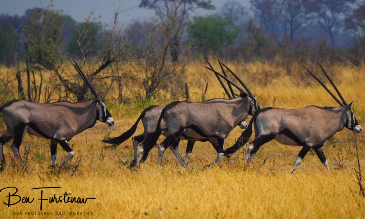 Oryx are easily scared of, Khaudum National Park, Namibia