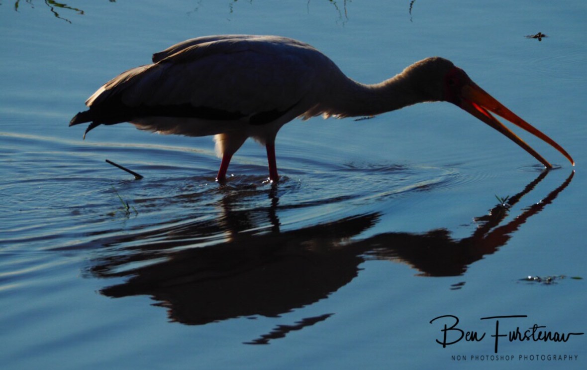 Stork reflections, Chobe National Park, Botswana