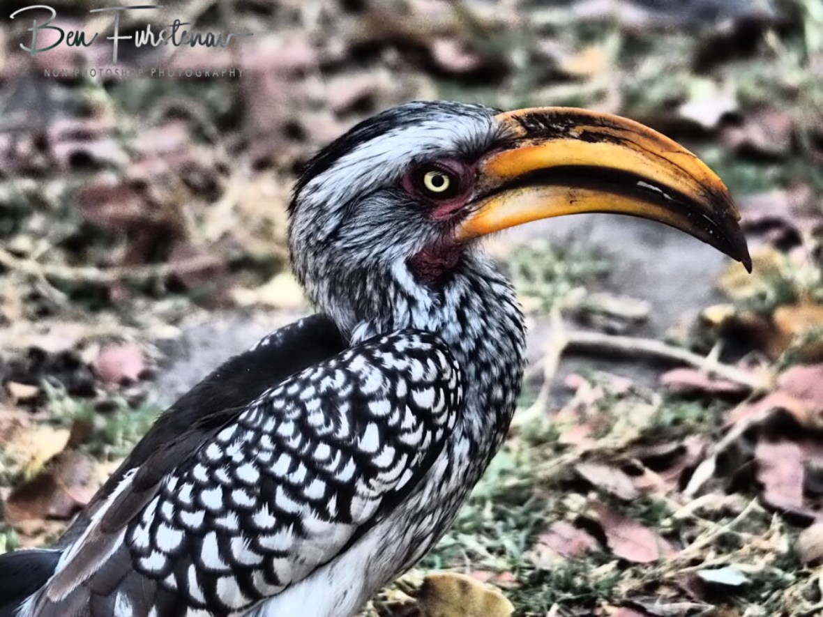 Pretty Hornbill, Nkasa National Park, Namibia