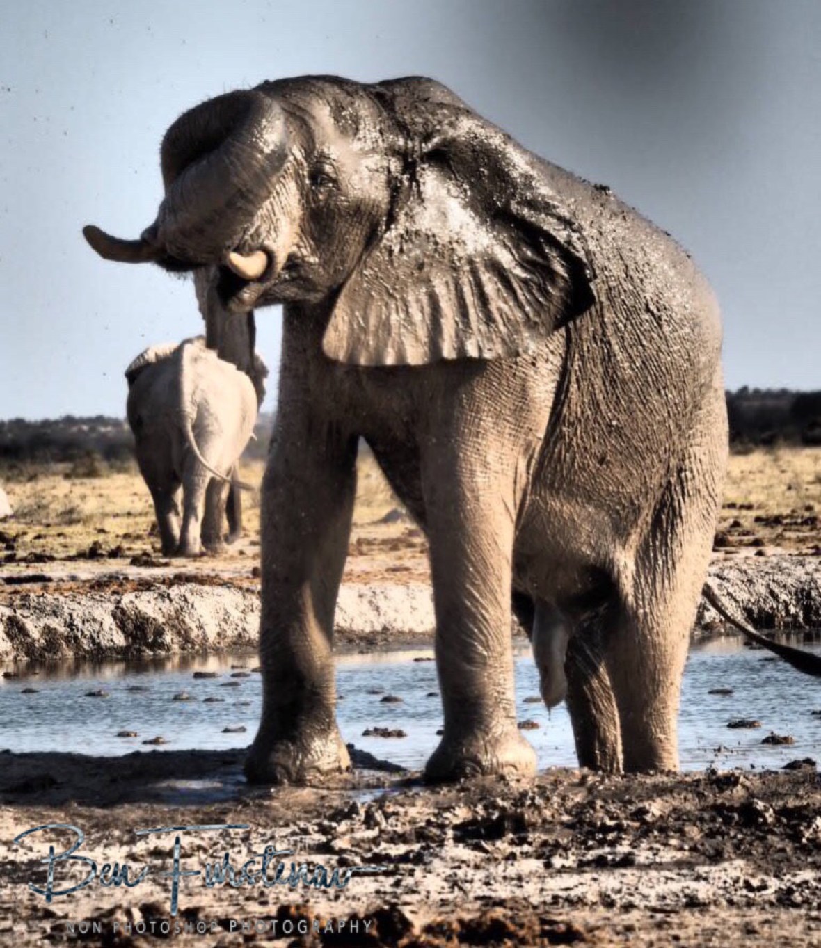 More trunk action, Nxai National Park, Botswana