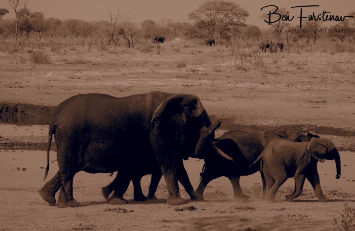Elephants all around, Khaudum National Park, Namibia