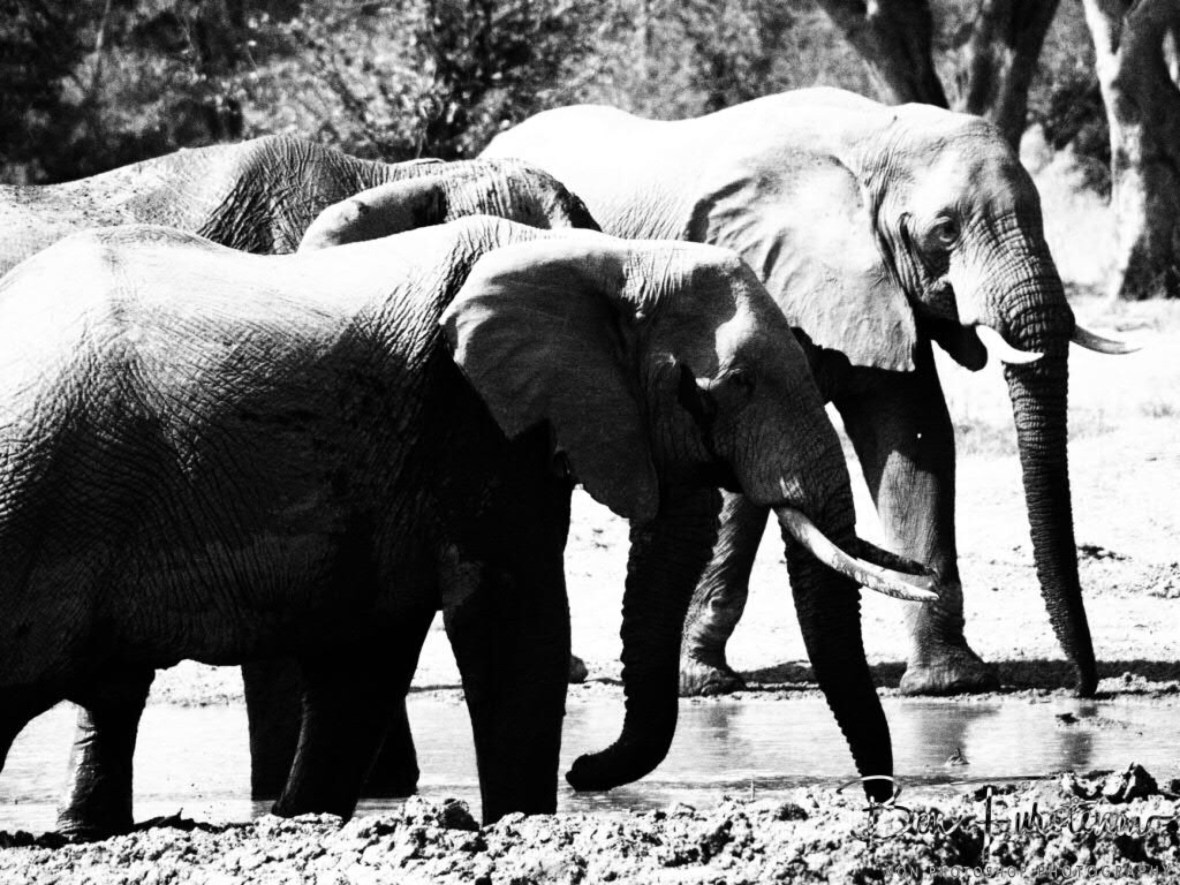 Junglebook herd, Moremi National Park, Botswana