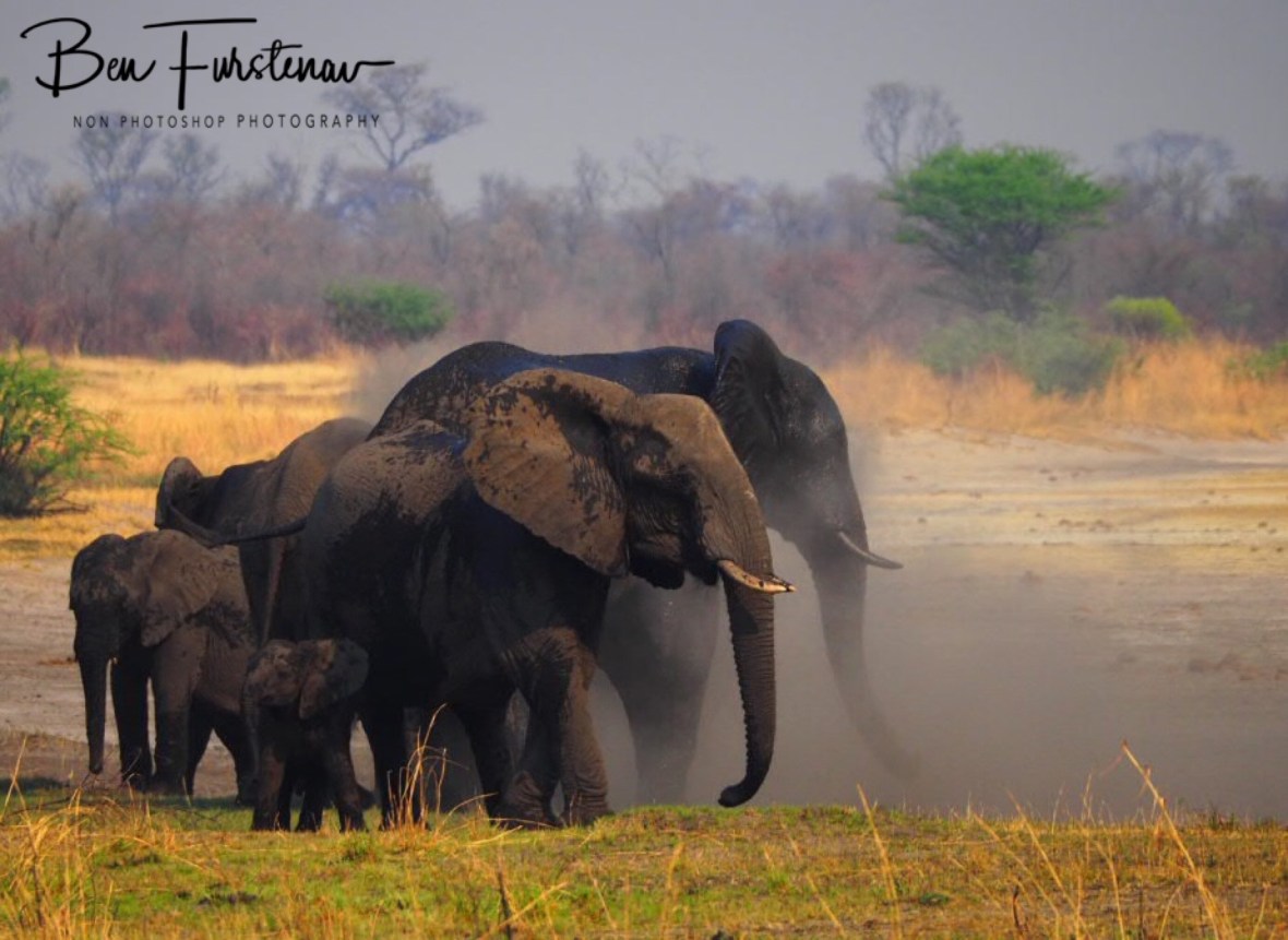 I think we’re dusted off, Khaudum National Park, Namibia