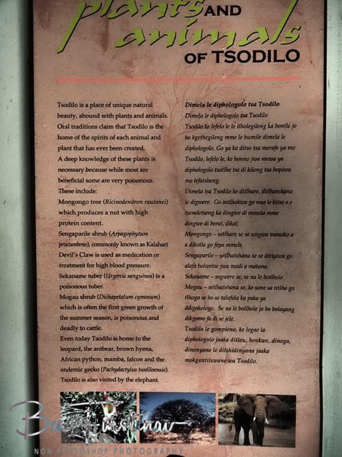 Plants and animal info, Tsolido Hills, Kalahari desert, Botswana