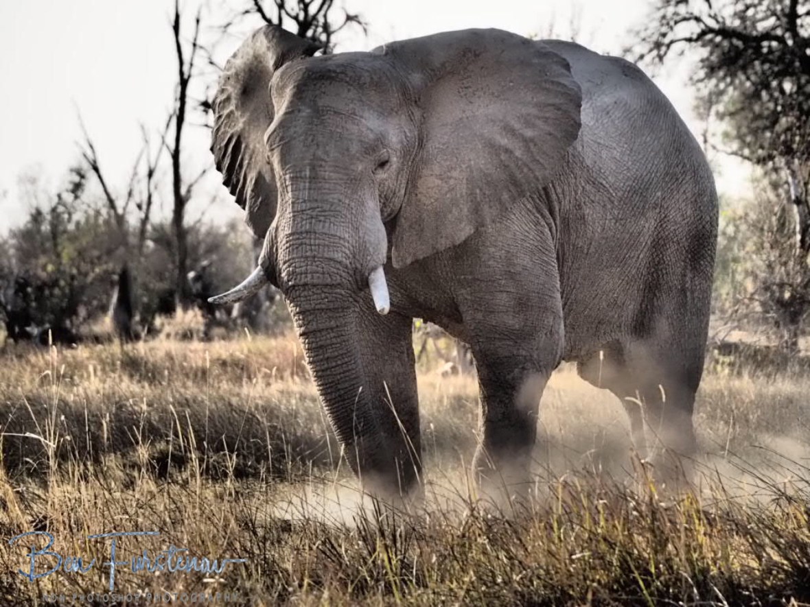 Feeding technique, Moremi National Park, Botswana 