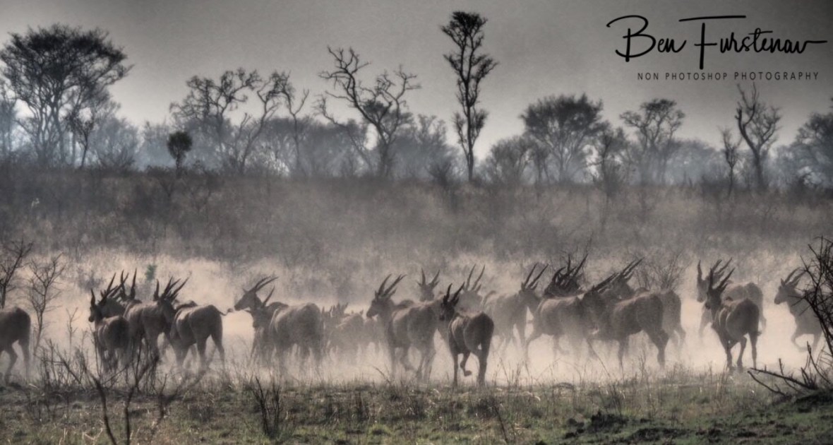 Enormous Eland herd, Khaudum National Park, Namibia