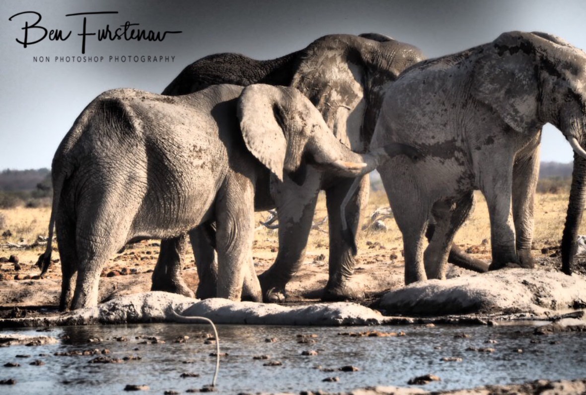 Touching gesture, Nxai National Park, Botswana