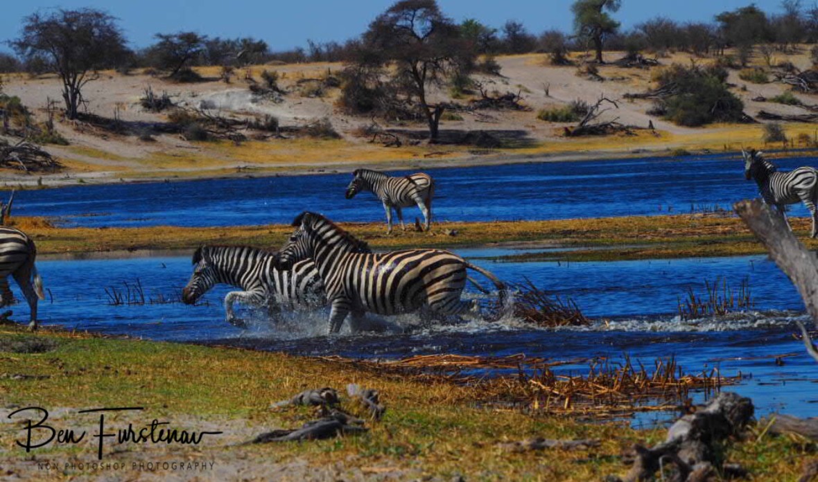 Spooked out off water, Makgadikgadi National Park, Botswana