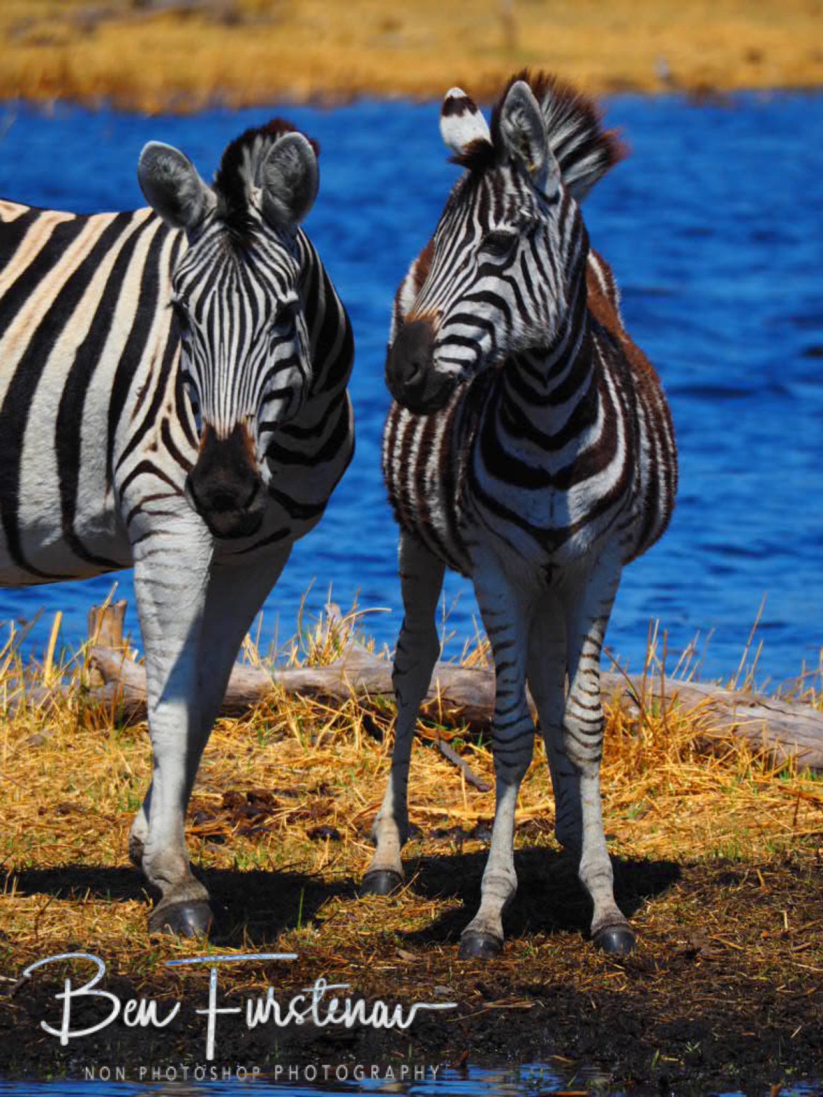 Mom and fowl zebra islanders, Makgadikgadi National Park, Botswana
