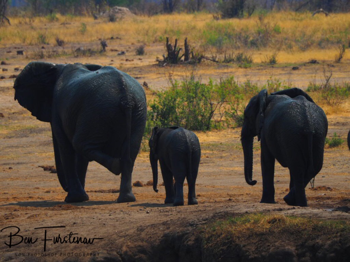 Elephant step dance, Khaudum National Park, Namibia