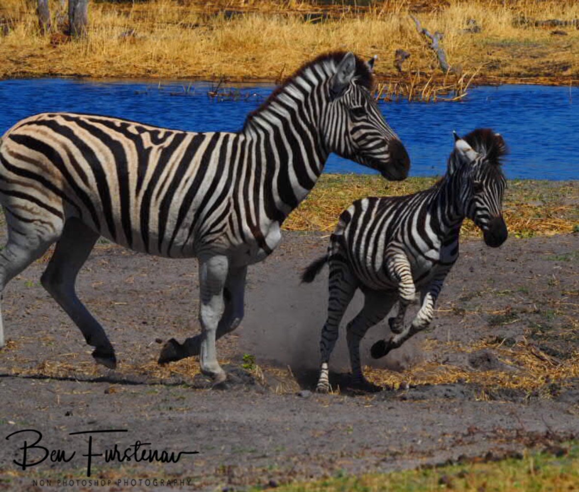 Giving way for the young ones, Makgadikgadi National Park, Botswana