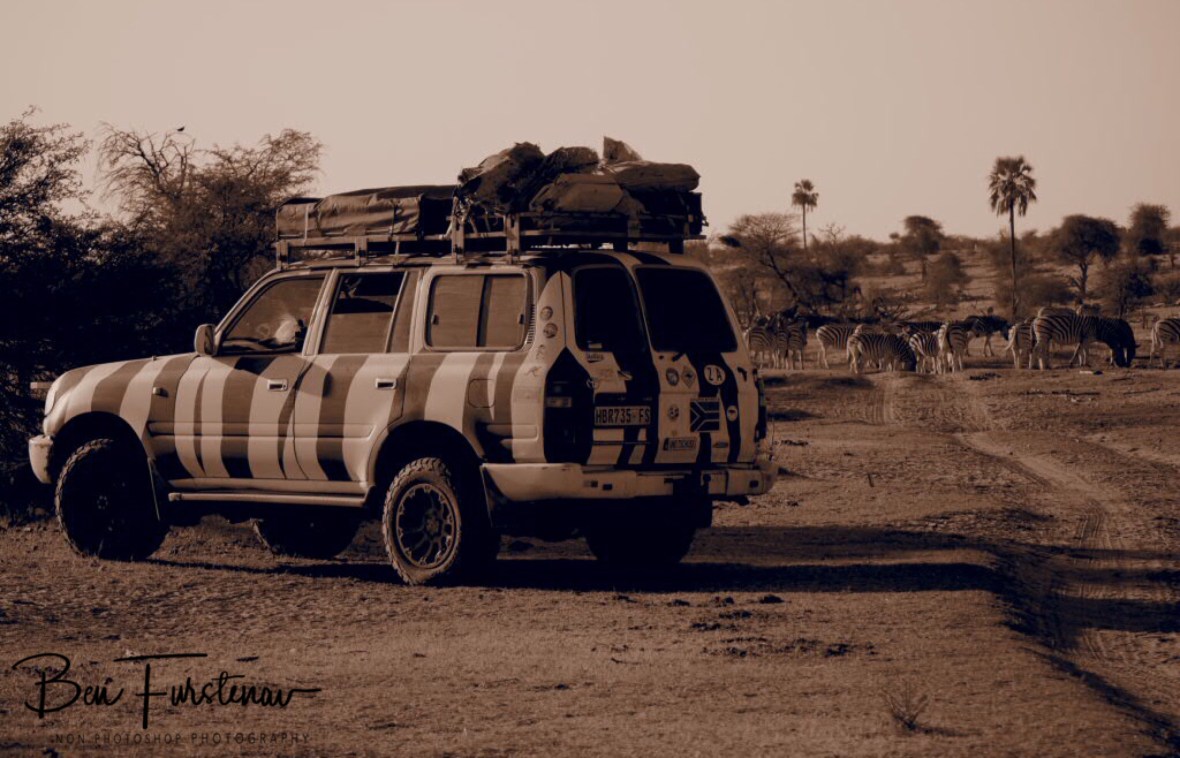 Zimba and cousins, Makgadikgadi National Park, Botswana