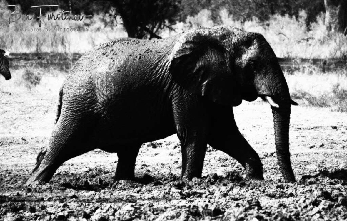 Sergeant on a mud mission, Moremi National Park, Botswana 