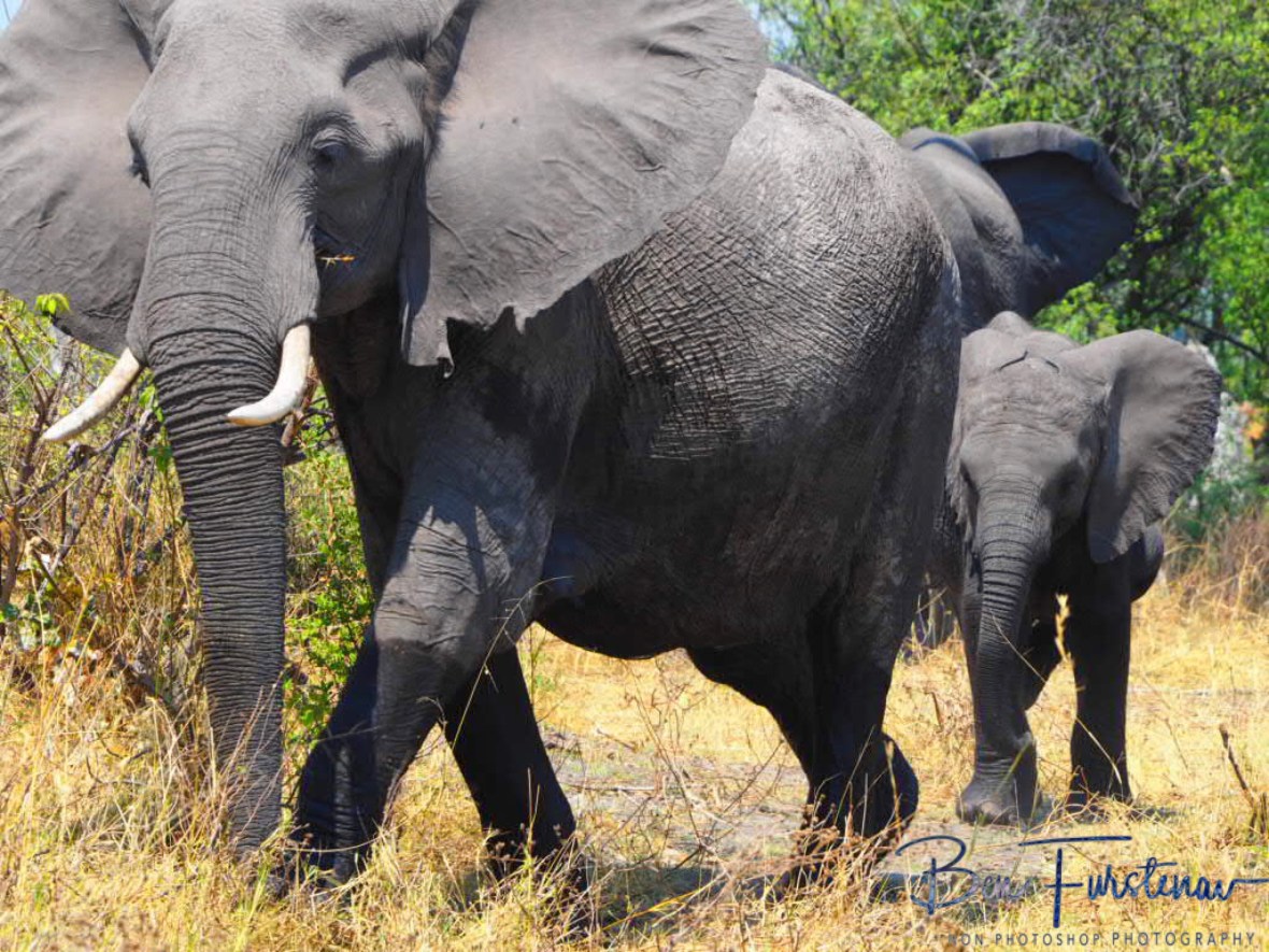 A small herd off elephants, Nkasa National Park, Namibia