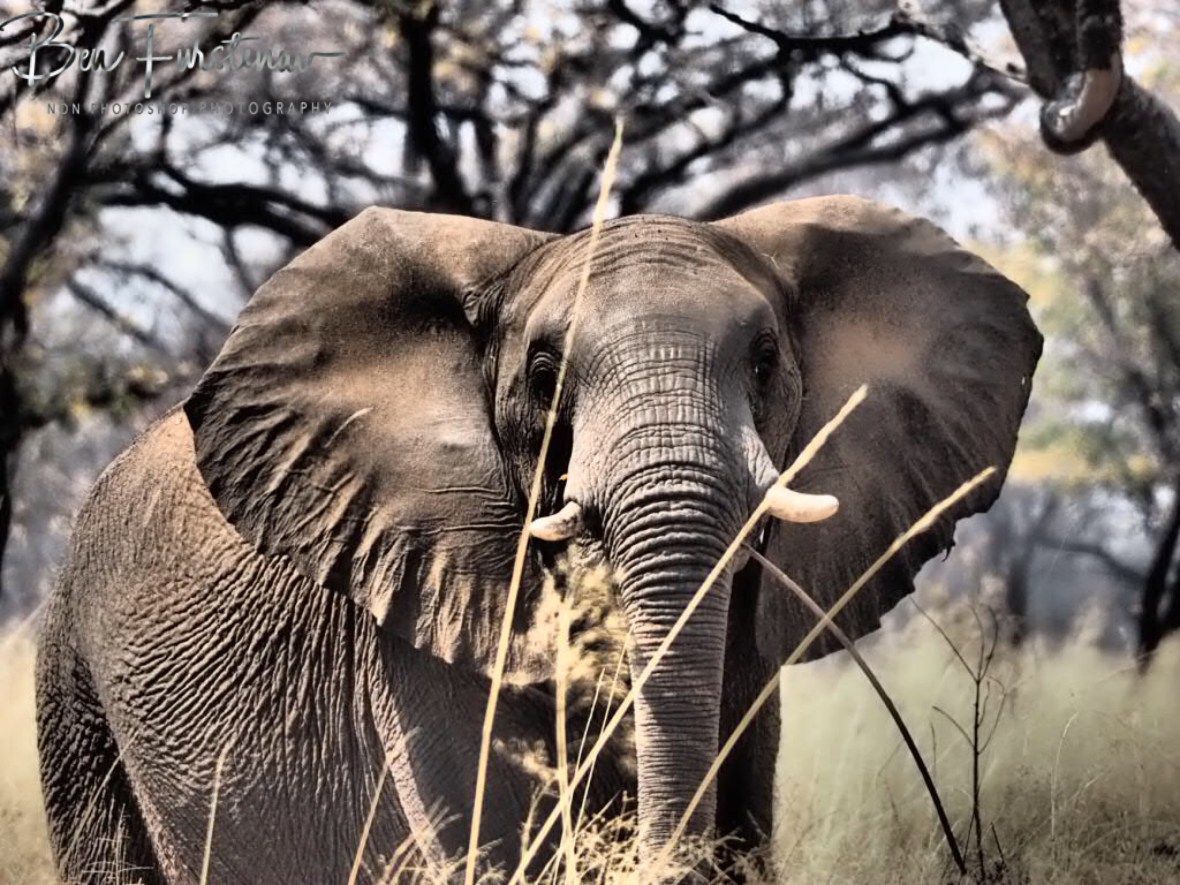 What is that?, Khaudum National Park, Namibia