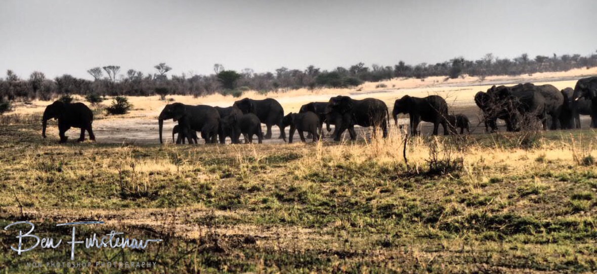 The large herd combined again, Khaudum National Park, Namibia