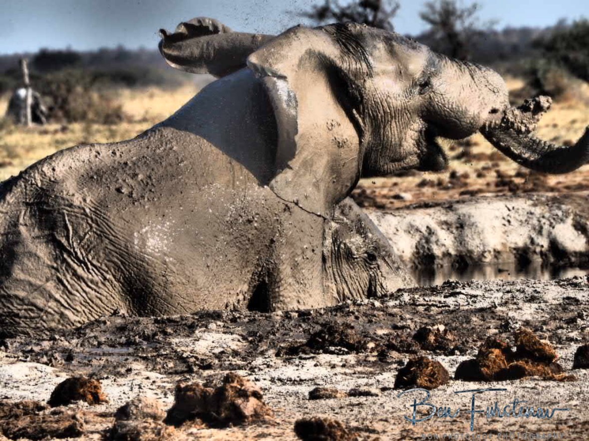 Senselessly happy, Nxai National Park, Botswana