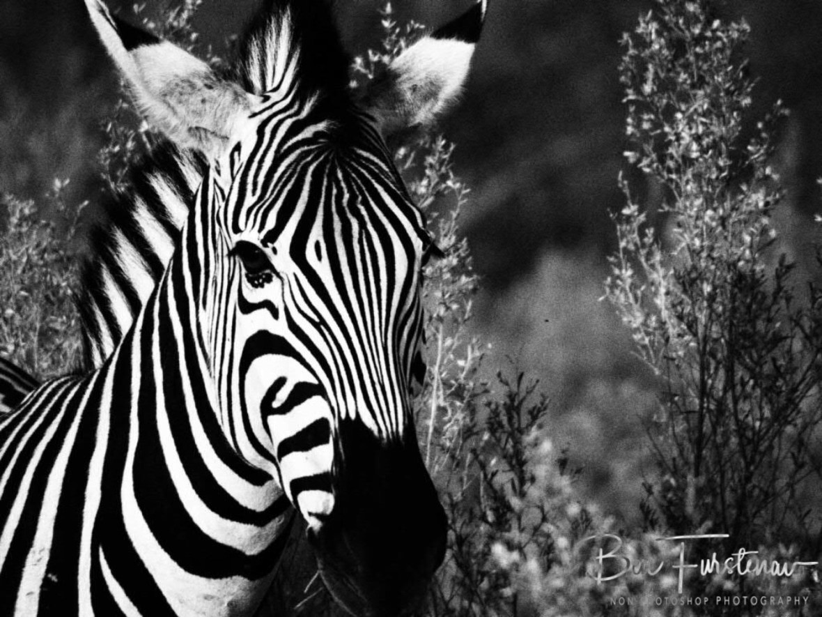 Close up, Makgadikgadi National Park, Botswana