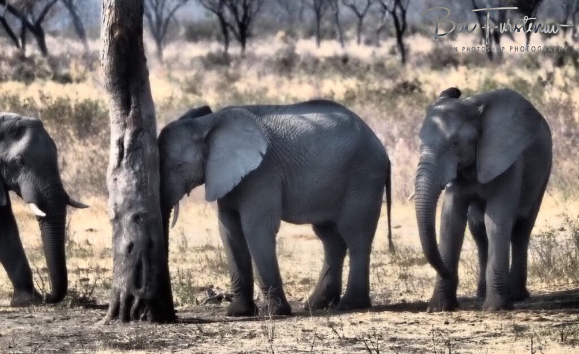 Poor elephants, almost human like, Khaudum National Park, Namibia